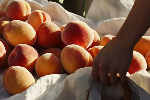 A hand reaches for ripe, vibrant peaches piled on a white cloth at a sunny market on a warm day.
