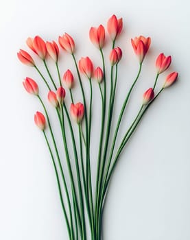 Fresh pink tulips are artistically arranged on a clean white surface, showcasing their vibrant colors and elegant shapes.