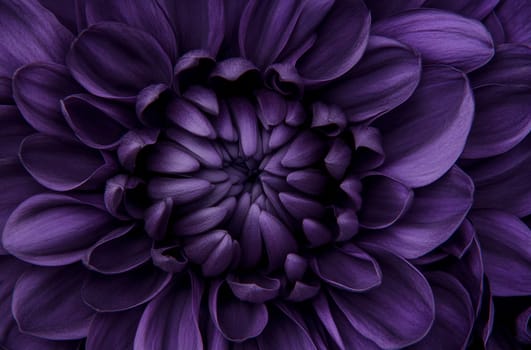 Deep purple petals spiral tightly in a mesmerizing pattern, showcasing intricate textures and vibrant hues found in nature's beauty.
