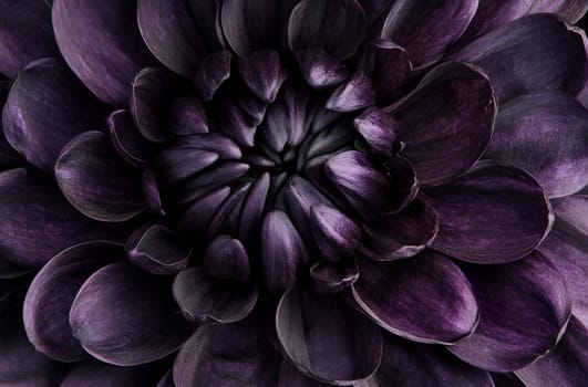 A striking close-up of a dark purple flower highlighting its intricate petals and rich texture, showcasing natural beauty in detail.