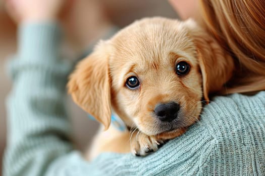 A playful golden retriever puppy gazes curiously at the camera while being cradled comfortably on a person's shoulder, showcasing a moment of companionship and warmth in a cozy environment.