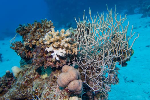 Colorful, picturesque coral reef at the bottom of tropical sea, hard corals, underwater landscape