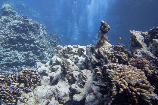 Colorful, picturesque coral reef at the bottom of tropical sea, hard corals, underwater landscape