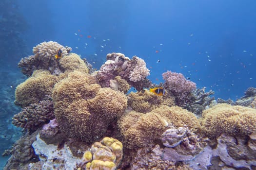 Colorful, picturesque coral reef at the bottom of tropical sea, clownfish and sea anemone, underwater landscape