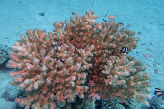 Colorful, picturesque coral reef at the bottom of tropical sea, hard corals, underwater landscape
