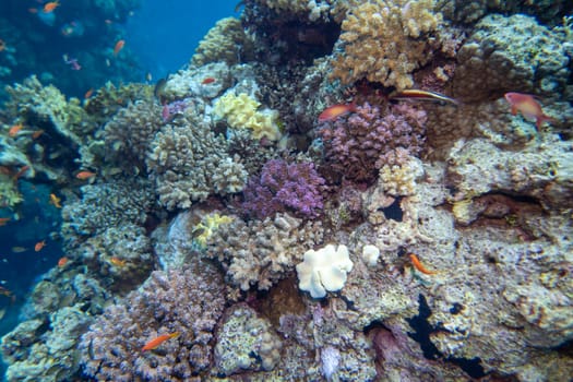 Colorful, picturesque coral reef at the bottom of tropical sea, hard corals and fishes Anthias, underwater landscape