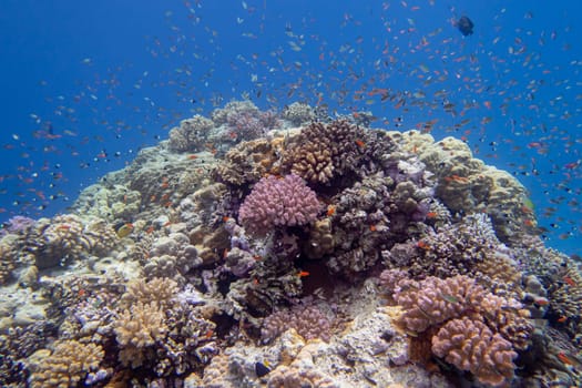Colorful, picturesque coral reef at the bottom of tropical sea, hard corals and fishes Anthias, underwater landscape
