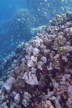 Colorful, picturesque coral reef at the bottom of tropical sea, hard corals, underwater landscape