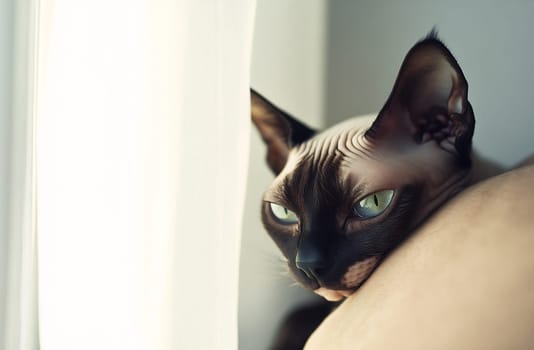 A Siamese cat lounges peacefully on a person's shoulder, enjoying the warm sunlight streaming through the curtains.