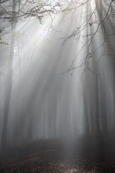 Sun shines in the morning fog in a forest in autumn