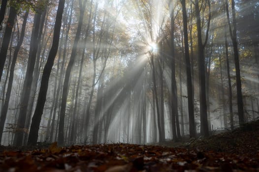 Sun shines in the morning fog in a forest in autumn