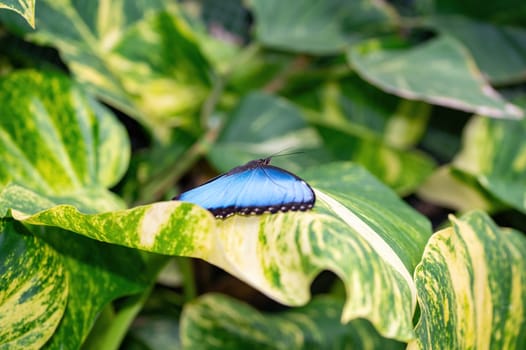 Blue morpho butterfly (Morpho peleides) sitting on a green leaf