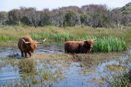 Scottish Highland cattle stand in  the water on the shore of a small lake in the dune hinterland in a nature reserve near Egmond aan Zee in the Netherlands