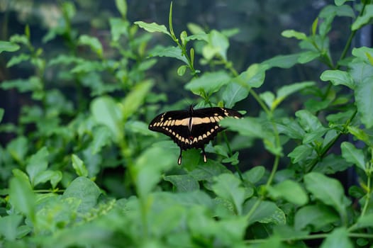 Large swallowtail (Papilio cresphontes) butterfly on a green leaf