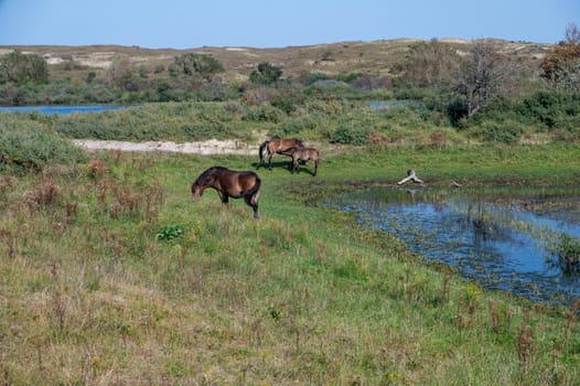 Konik wild horses and Exmoor ponies live in a dune landscape in a nature reserve, for a natural management of the dunes to curb the proliferation of the bushes, near Egmond aan Zee in the Netherlands