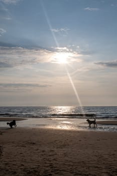Two dogs are happy to jump around in front of the waves on the beach at sunset