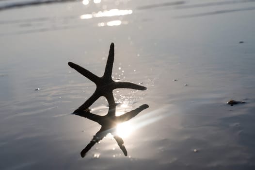 A starfish in the waves of the sea on a beach at sunset