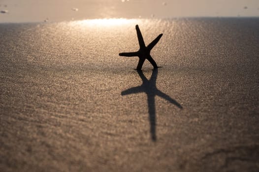 A starfish in the sand on a beach  at sunset