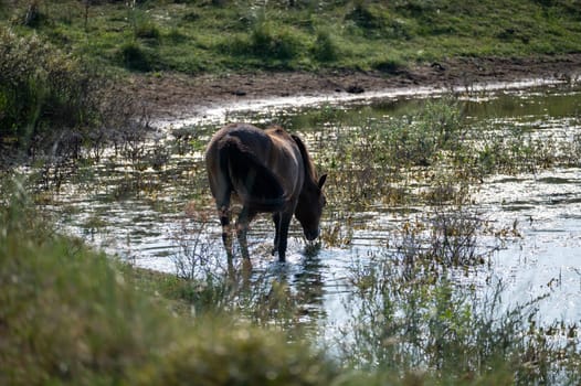 Konik wild horses and Exmoor ponies live in a dune landscape in a nature reserve, for a natural management of the dunes to curb the proliferation of the bushes, near Egmond aan Zee in the Netherlands