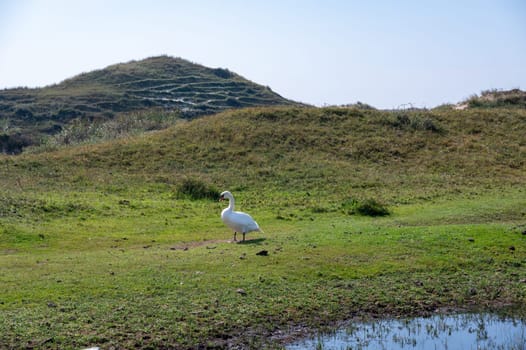 A white swan ( Cygnus ) stands in a dune landscape,  in a nature reserve near Egmond aan Zee in the Netherlands
