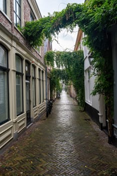 Small cozy alley with green plants on the houses in the old town of Alkmaar in the Netherlands