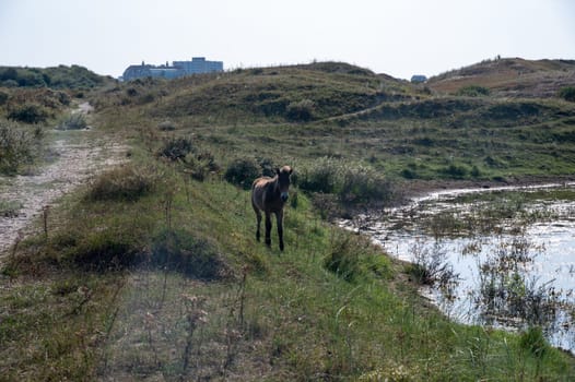Konik wild horses and Exmoor ponies live in a dune landscape in a nature reserve, for a natural management of the dunes to curb the proliferation of the bushes, near Egmond aan Zee in the Netherlands