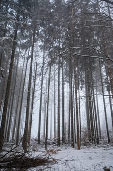 Trees in a forest in winter with snow and fog