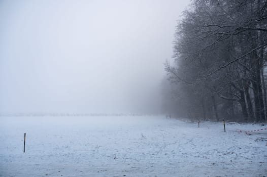 Winter with snow, trees at the edge of the forest and fog