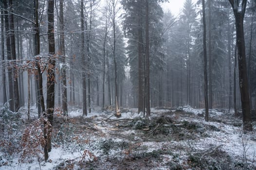 Trees in a forest in winter with snow and fog