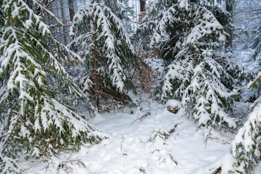 Conifer trees in a forest with lots of snow