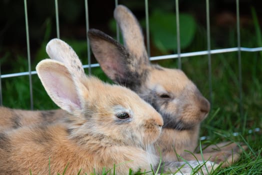 Two rabbits lie on the grass. Surrounded by green grass in a natural setting, capturing a relaxed moment.
