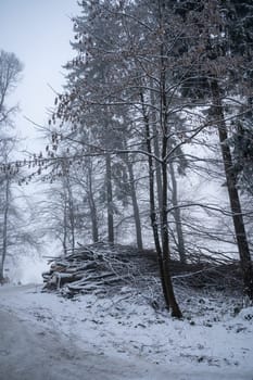Trees in a forest in winter with snow and fog