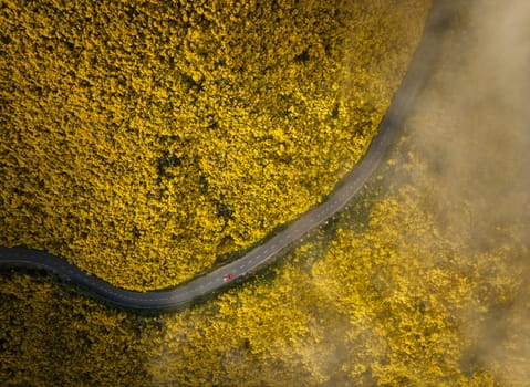 Aerial view of road with red car among yellow Cytisus blooming shrubs near Pico do Arieiro, Portugal
