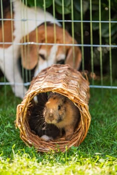 Beagle dog watching Bunnies through the fence, Pet background concept
