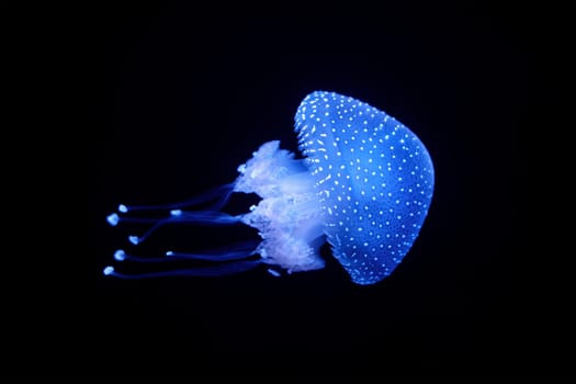 Bioluminescent Jellyfish Phyllorhiza punctata white-spotted jellyfish aka floating bell, Australian spotted jellyfish luminescent underwater