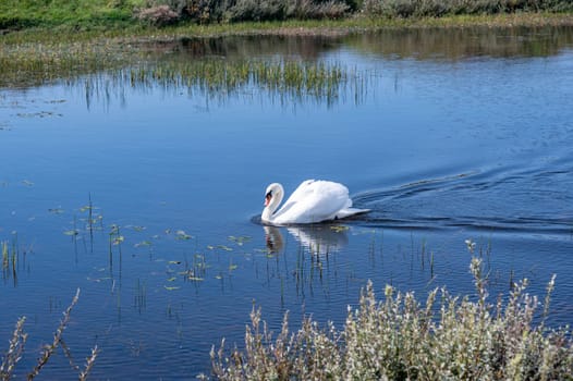 A white swan ( Cygnus ) swims in the water of a small lake in a dune landscape in a nature reserve near Egmond aan Zee in the Netherlands