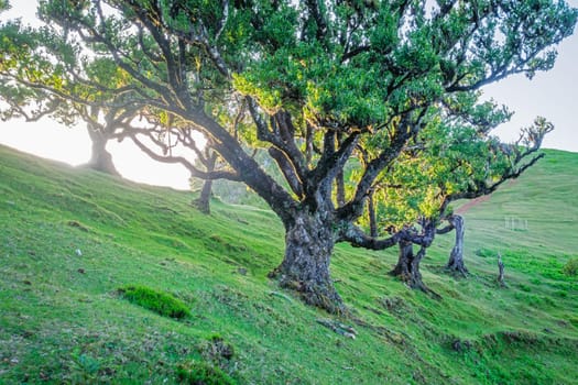 Centuries-old til trees in fantastic magical idyllic Fanal Laurisilva forest on sunrise. Madeira island, Portugal