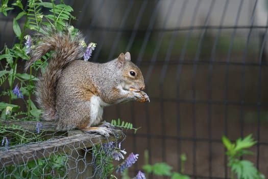 Squirrels eating acorns. Shooting Location: New York, Manhattan