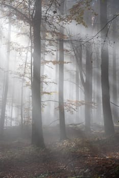 Sun shines in the morning fog in a forest in autumn