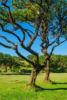 Centuries-old til trees in fantastic magical idyllic Fanal Laurisilva forest on sunset. Madeira island, Portugal