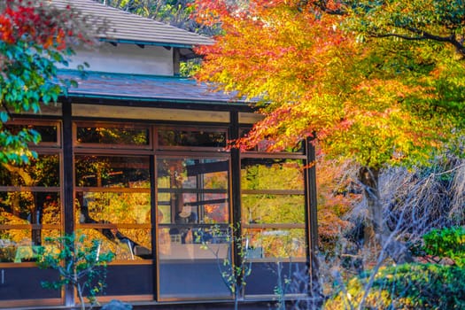 Colorful autumn leaves and Japan Housing. Shooting Location: Tokyo metropolitan area