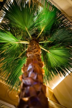 Palm tree and ceiling. Shooting Location: Kobe city, Hyogo Pref
