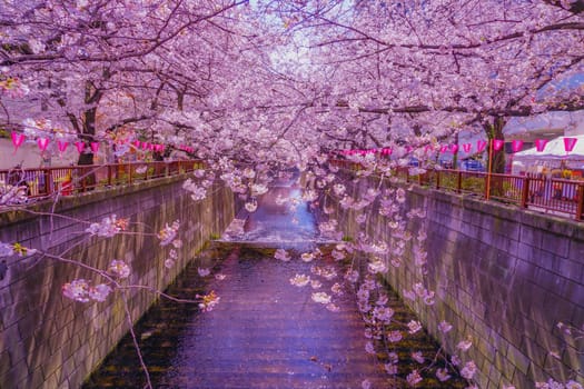 Kasuga in the Sakura Tunnel (Meguro River). Shooting Location: Meguro -ku, Tokyo