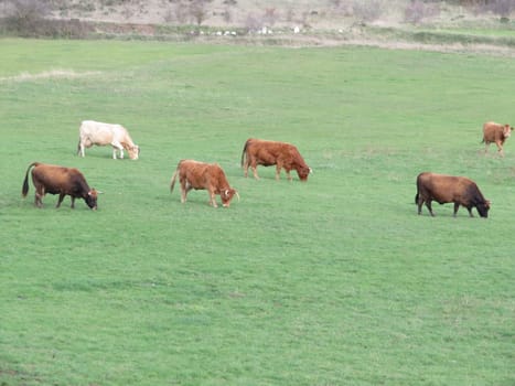 beautiful cows grazing in the meadow animals milk calves natural meat