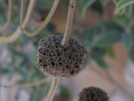 beautiful natural plant strange garden aromatic colorful delicate
