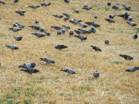 pigeons feathers food hunting natural animal urban beak