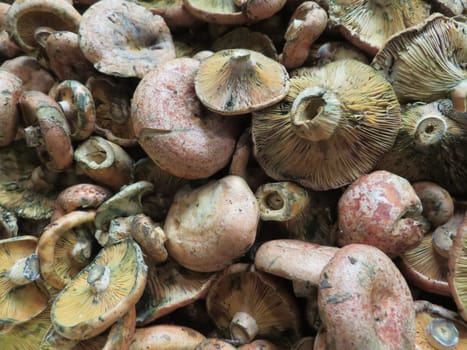 mushrooms fungi natural food field tasty food mountain