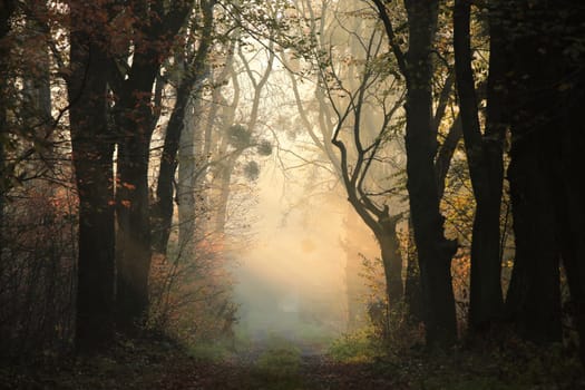 A path through a fairytale autumn forest on a foggy morning