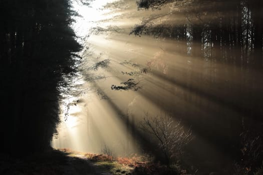 Path through the autumn coniferous forest during sunrise