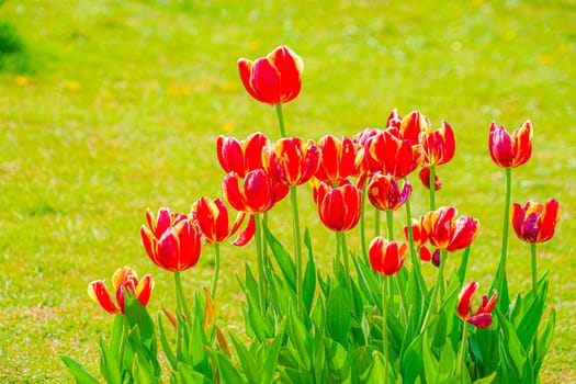 Many red tulips and meadows. Shooting Location: Tokyo metropolitan area